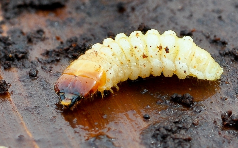 Личинка жука-усача