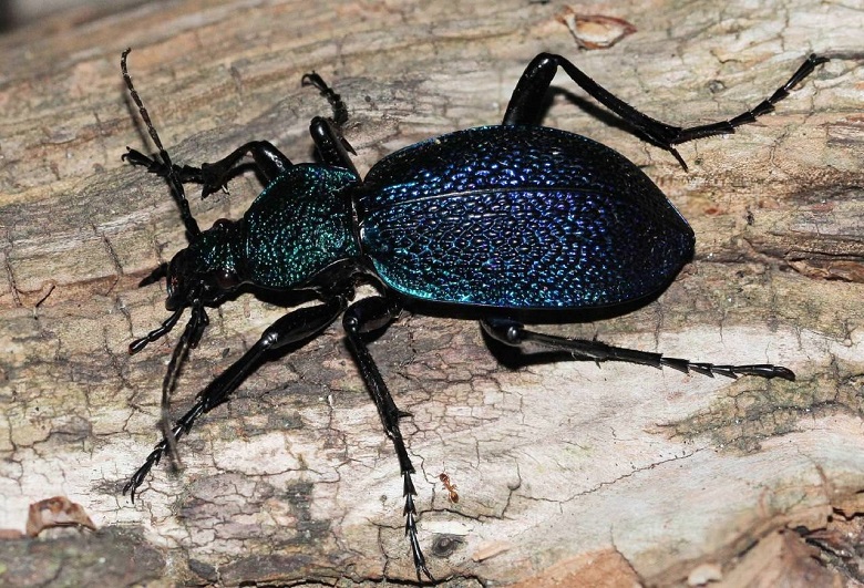 Жужелица крымская