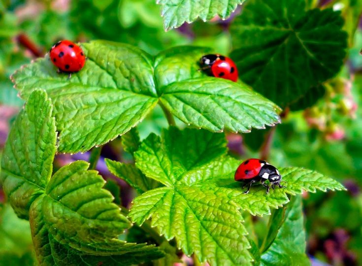 Божья коровка: описание, виды, чем питается, интересные факты