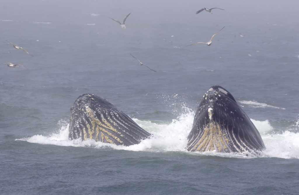 Горбач или горбатый кит из Красной Книги – описание, чем питается и где обитает