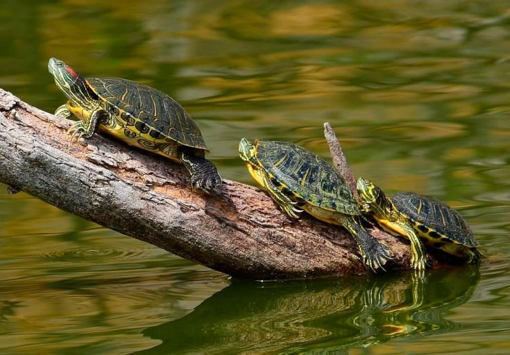 Красноухие черепахи в природе