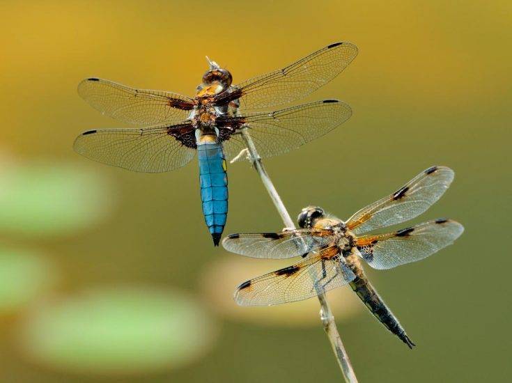 Стрекозы – польза для экосистемы: питание, враги