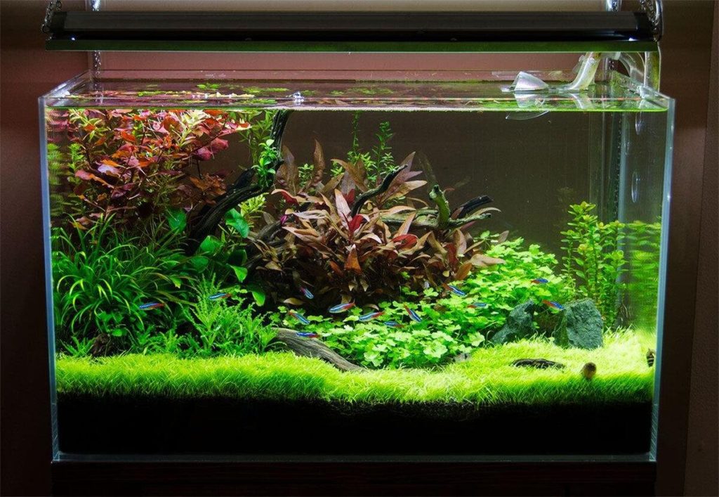 рекомендуется использовать аквариумы большего объема
