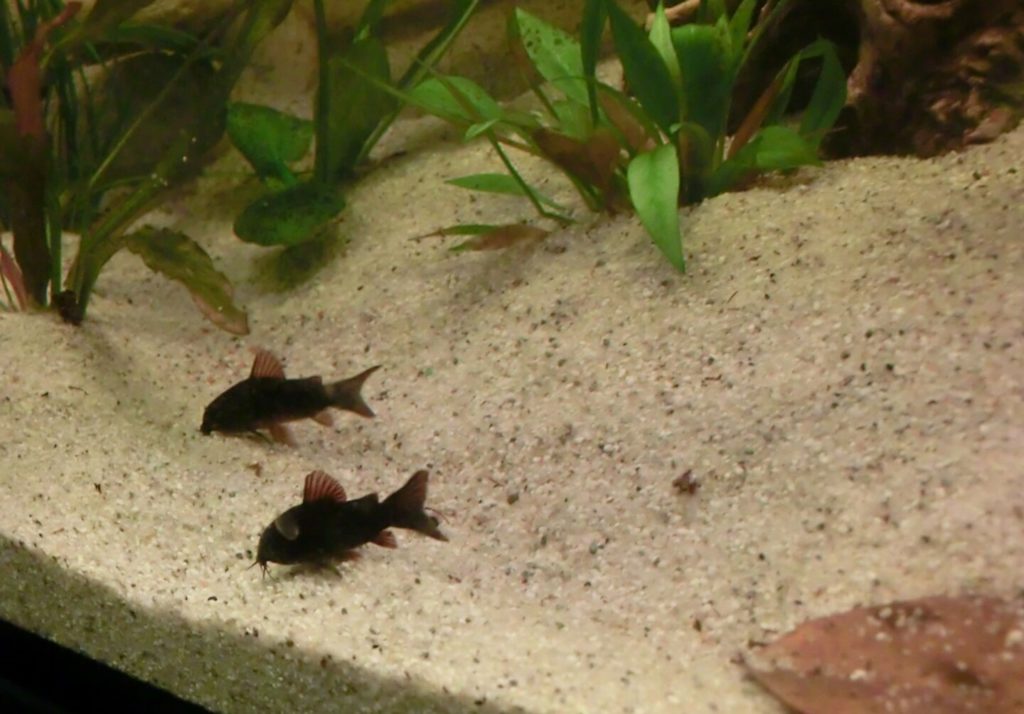 Для идеальных условий содержания рекомендуется использовать субстрат из мелкого песка.