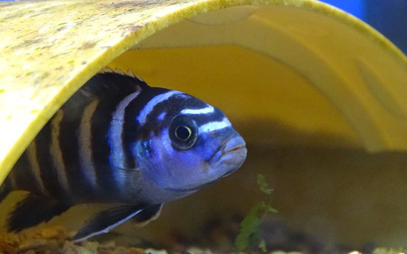Псевдотрофеус Демасони в аквариуме