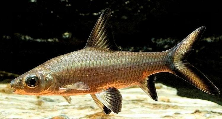 Акулий балу