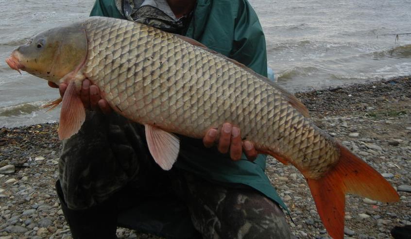 Амурский сазан