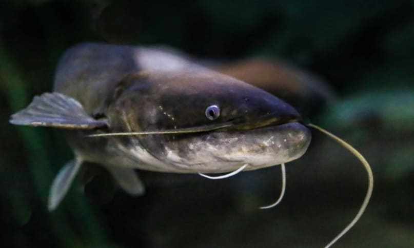 Амурский сом