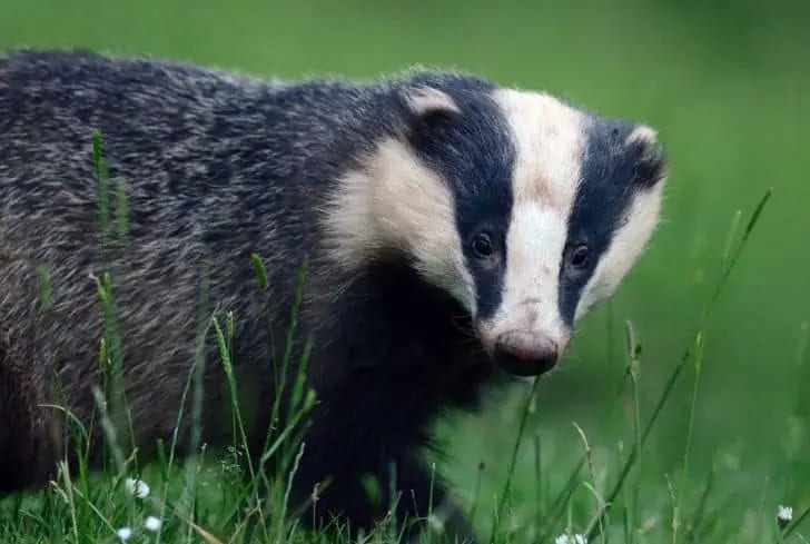 Животные, напоминающие хорьков