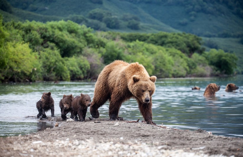 Байкал медведь
