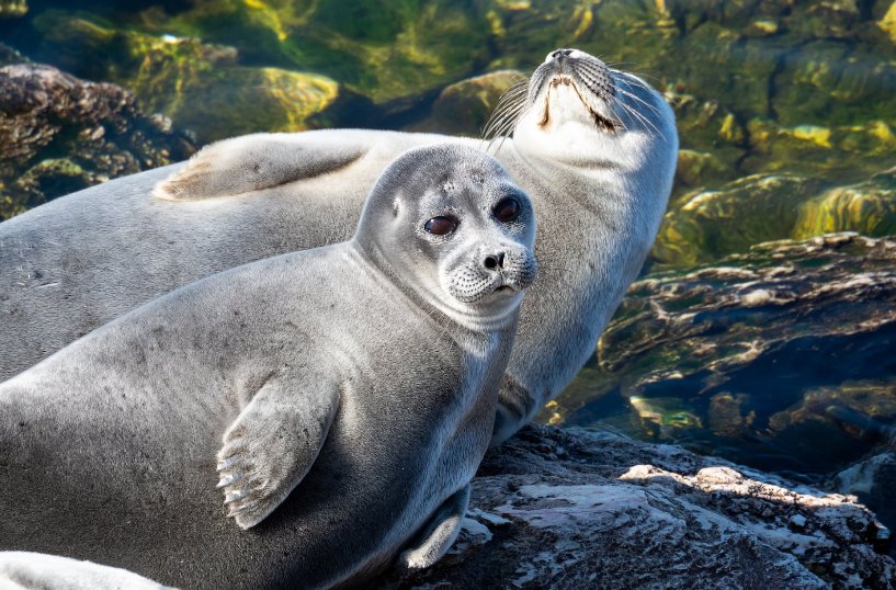 Байкал нерпа