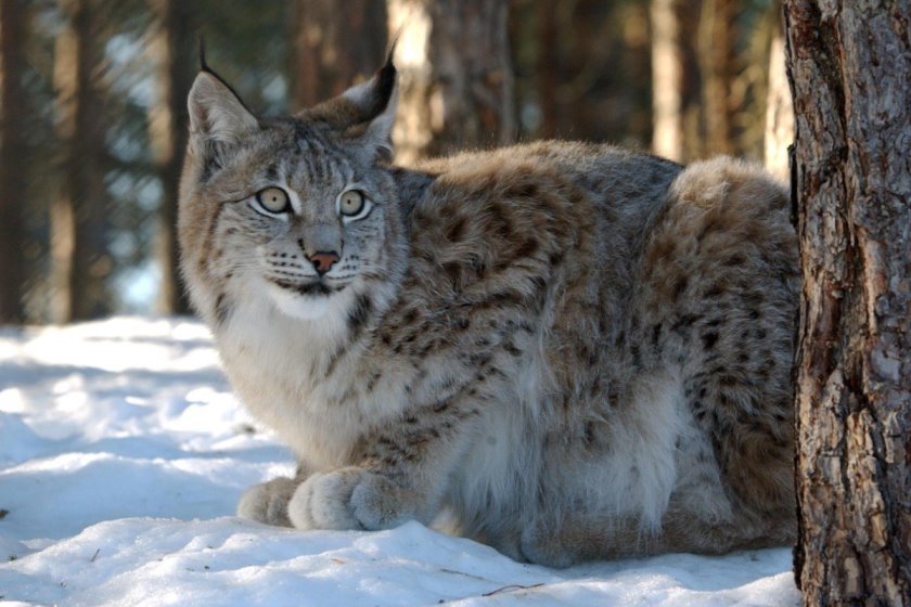 Байкал рысь