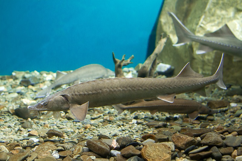 Байкальский осетр