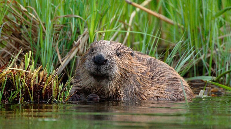 Животный и растительный мир болот: примеры, характеристика