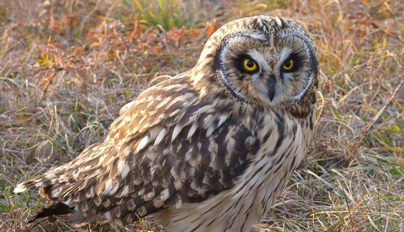 Животный и растительный мир болот: примеры, характеристика