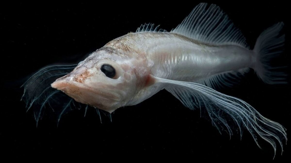 Большая голомянка