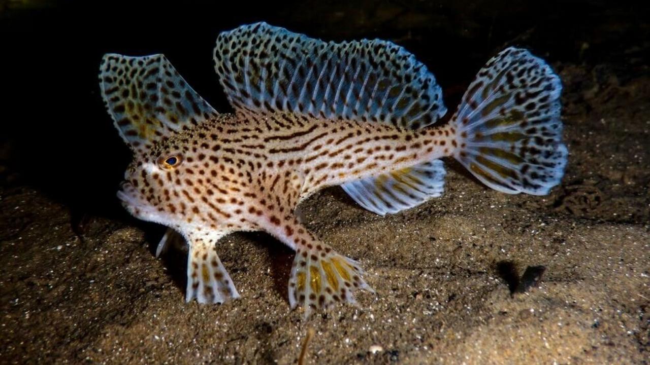 Брахионихтиевые рыбы, фото Брахионихтиевые рыбы, фото