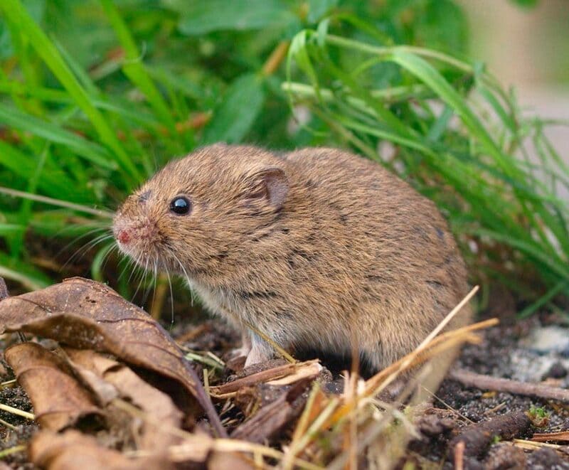 Землеройка – мышь с длинным носом: вред и польза грызуна