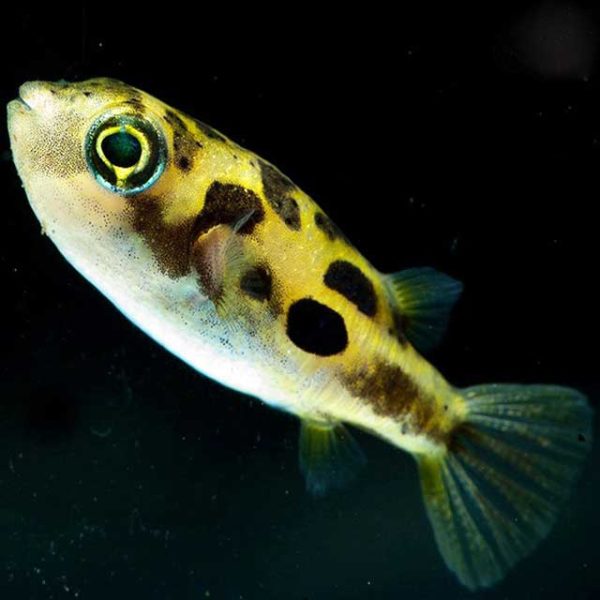 Карликовый тетрадон: совместимость, содержание, уход