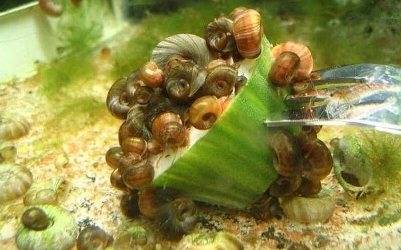 что едят улитки