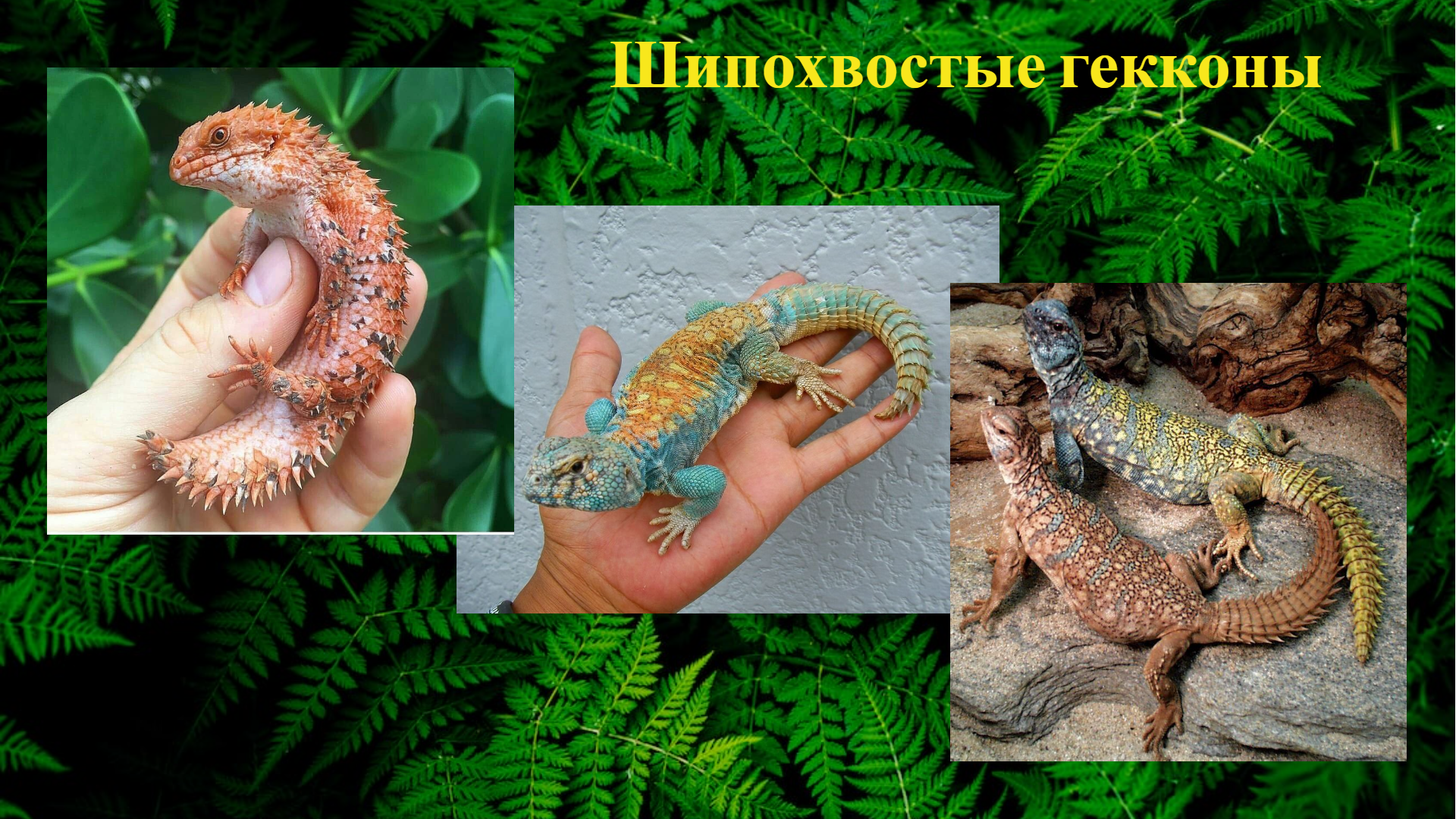 Спиннохвостые гекконы