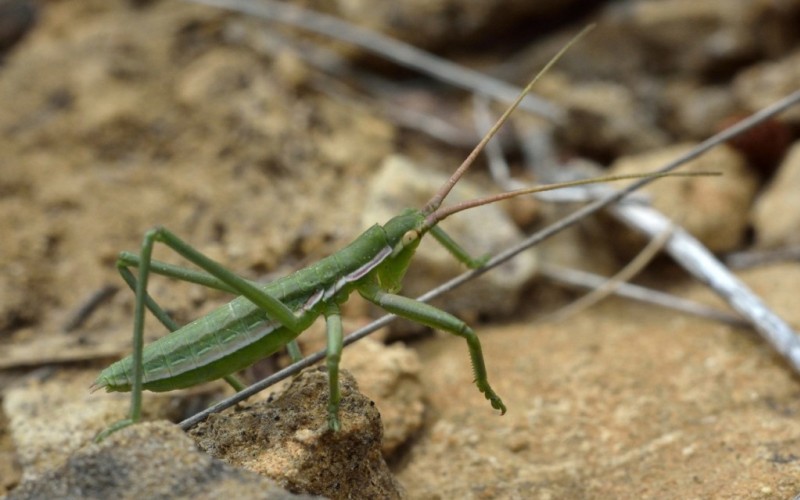 Большой кузнечик Большой кузнечик