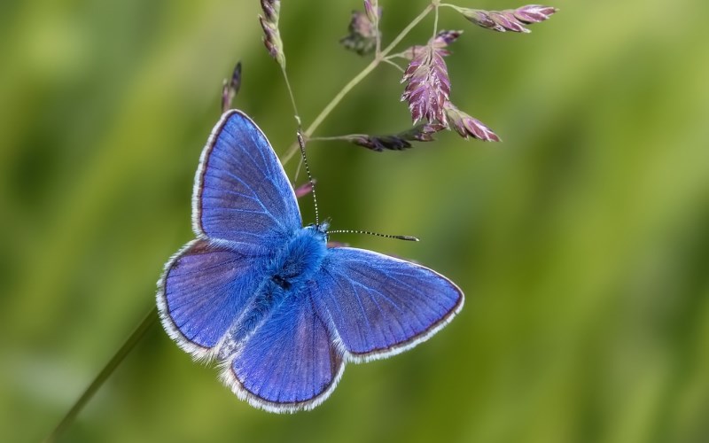 Sommerfugl golubyanka Sommerfugl golubyanka