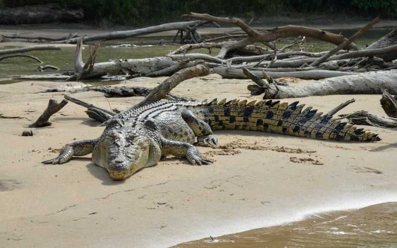 Рептилия гребнистый крокодил Рептилия гребнистый крокодил