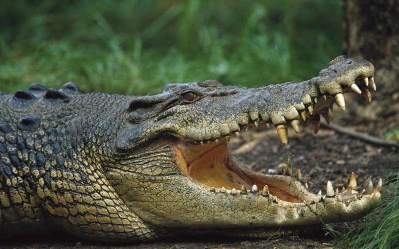 Пасть крокодила Пасть крокодила