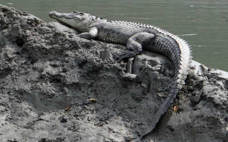 Сидит у воды Сидит у воды