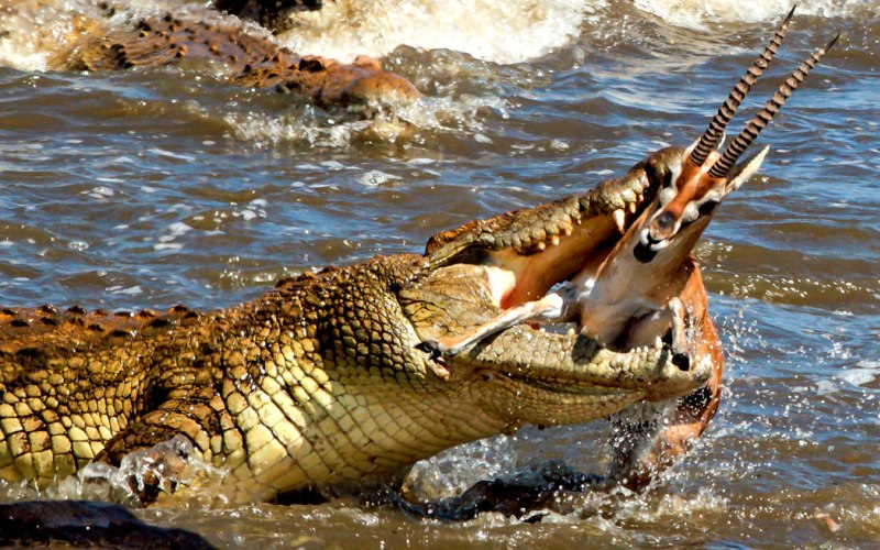 Ест антилопу Ест антилопу