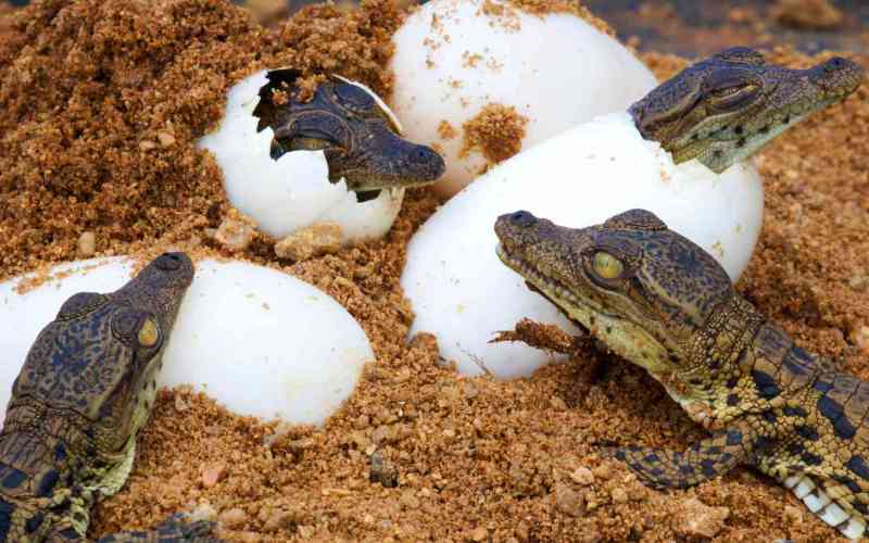 Детеныши крокодила Детеныши крокодила