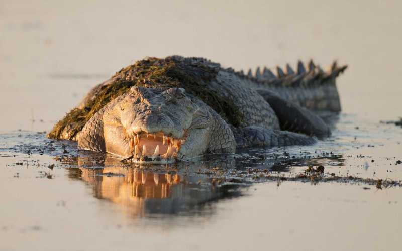 Плывет в воде Плывет в воде