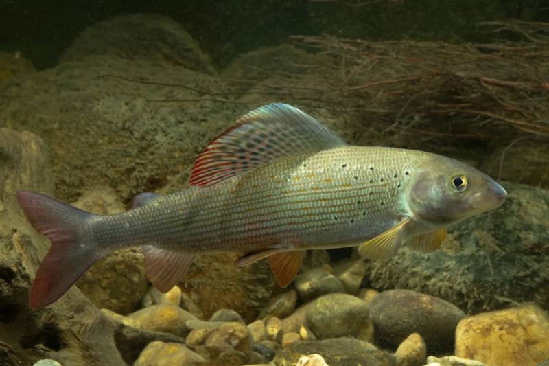 Хариус: описание байкальской речной рыбы, где водится, как выглядит и к какому семейству относится, является ли краснокнижной рыбой