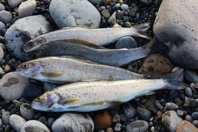 Хариус: описание байкальской речной рыбы, где водится, как выглядит и к какому семейству относится, является ли краснокнижной рыбой