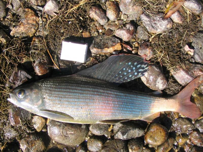 Хариус: описание байкальской речной рыбы, где водится, как выглядит и к какому семейству относится, является ли краснокнижной рыбой