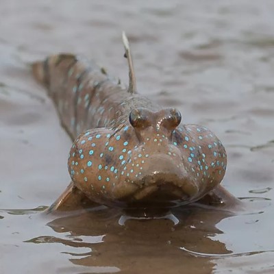 Илистый прыгун – способная лазить по деревьям и отдыхать на суше рыба