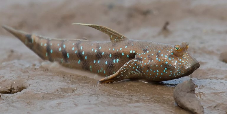 Илистый прыгун – способная лазить по деревьям и отдыхать на суше рыба
