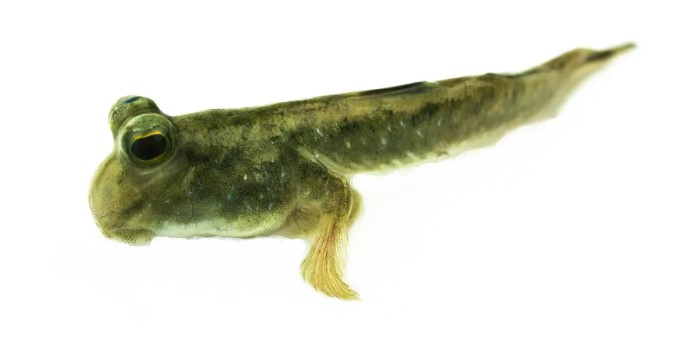 Илистый прыгун – способная лазить по деревьям и отдыхать на суше рыба