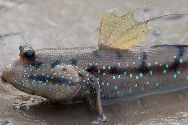 Илистый прыгун – способная лазить по деревьям и отдыхать на суше рыба