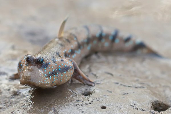 Илистый прыгун – способная лазить по деревьям и отдыхать на суше рыба