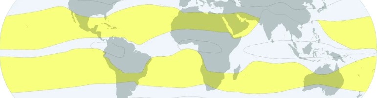 Илистый прыгун – способная лазить по деревьям и отдыхать на суше рыба