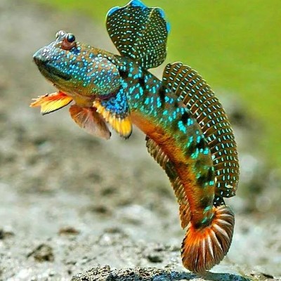 Илистый прыгун – способная лазить по деревьям и отдыхать на суше рыба