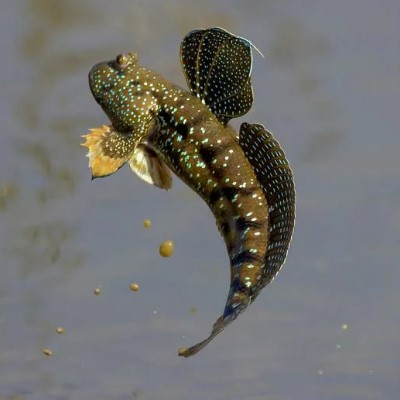 Илистый прыгун – способная лазить по деревьям и отдыхать на суше рыба