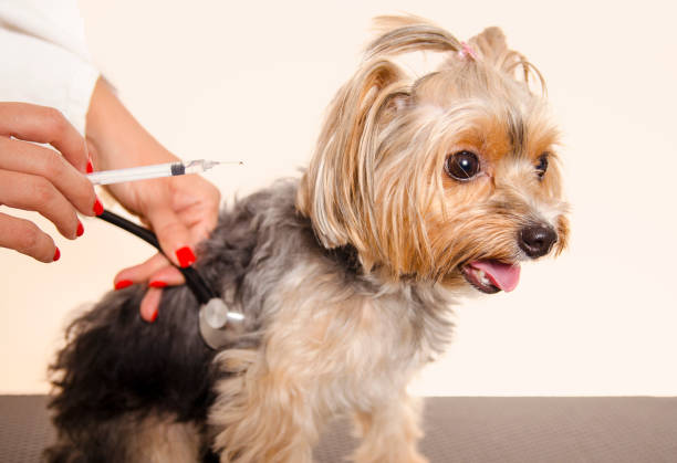 прививки для собак