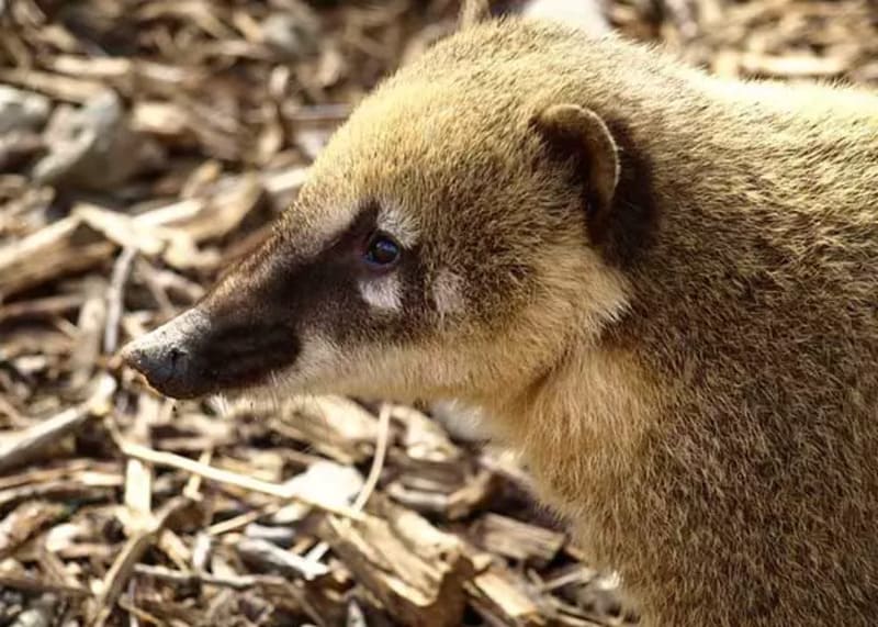 Необычные животные с самыми большими носами