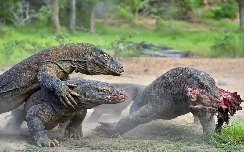 Вараны вырезают добычу Вараны вырезают добычу