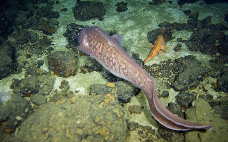 Креветочная рыба Креветочная рыба