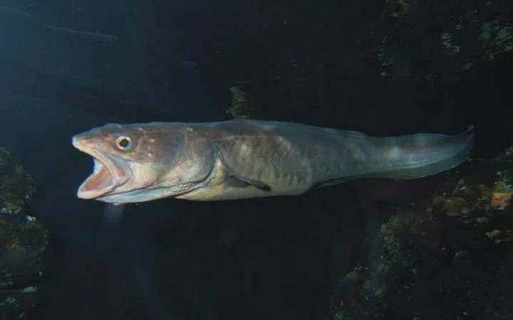 Крупная рыба Крупная рыба