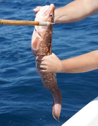 Конгрио в руке Конгрио в руке